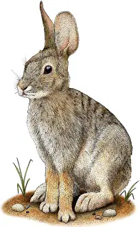 Hare Prints: Desert Cottontail