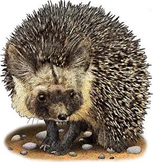 Arab Prints: Desert hedgehog
