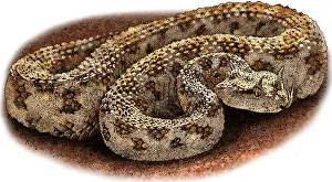 Arab Prints: Desert horned viper