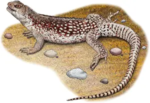 Dorsalis Prints: Desert Iguana