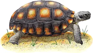 Tortoises Prints: Desert Tortoise