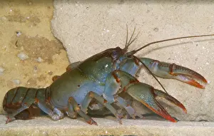 Devil Prints: Devil Crayfish