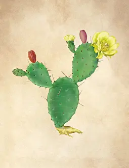 Blooming Prints: Devil's Tongue Prickly Pear Cactus