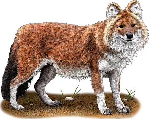 Asiatic Prints: Dhole, Cuon alpinus, Illustration