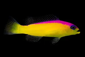 Yellow Prints: Diadema Dottyback
