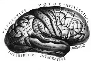Functions Prints: Diagram of Brain Functions