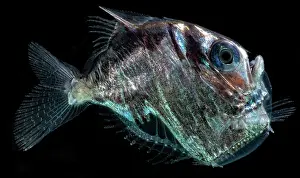 Production Prints: Diaphanous Hatchetfish (Sternoptyx diaphana)