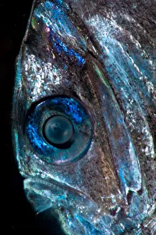 Production Prints: Diaphanous Hatchetfish (Sternoptyx diaphana)