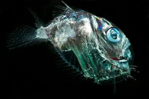 Bathypelagic Prints: Diaphanous Hatchetfish (Sternoptyx diaphana)
