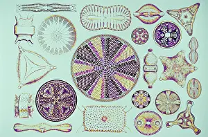 Algae Prints: Diatoms, After Ernest Haeckel