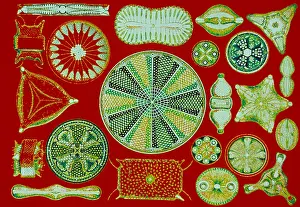 Forms Prints: Diatoms - Ernst Haeckel