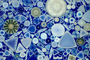 Micrograph Prints: Diatoms Under the Microscope