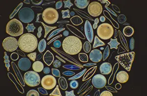 Micrograph Prints: Diatoms under a microscope