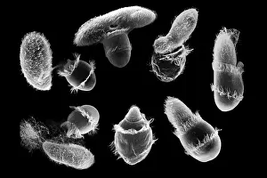 Prints of Composite image of Didinium, a genus of ciliate mostly found in fresh and brackish water, attacking its primary food source, the paramecium : Didinium Attacking Paramecium, composite SEM