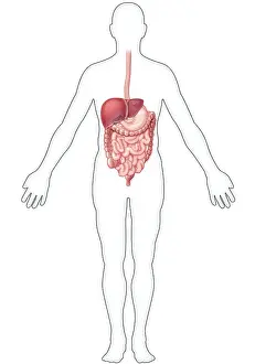 Small Prints: Digestive System, Illustration