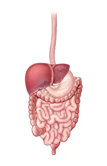 Small Prints: Digestive System, Illustration