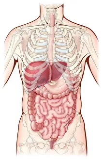 System Prints: Digestive System, Illustration
