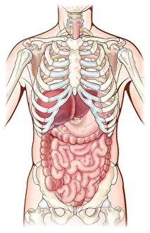 System Prints: Digestive System, Illustration