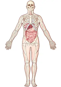 Body Prints: Digestive System, Illustration