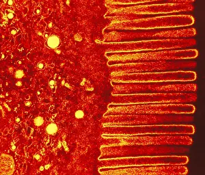 Rats Prints: Digestive System, Microvilli, TEM