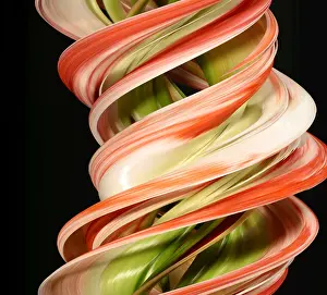 Spirals Prints: Digital streak image of amaryllis flowers