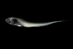Eels Prints: Digitate Cusk Eel (Dicrolene introniger)
