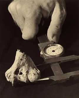 Natural History Misc Prints: Dinosaur Bone Being Measured