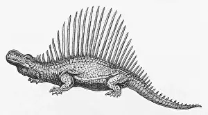 Natural History Misc Prints: Dinosaur Illustration
