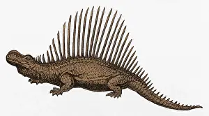 Natural History Misc Prints: Dinosaur Illustration