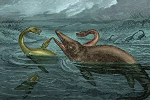 Prehistoric Prints: Dinosaur-Like Reptiles Swimming, Illustration