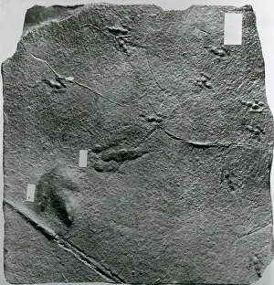 Prehistoric Prints: Dinosaur Tracks