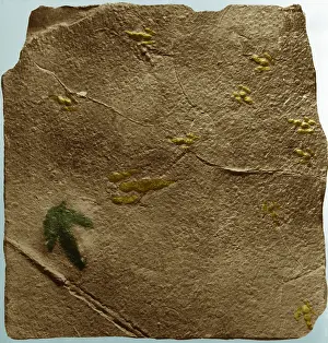 Natural History Misc Prints: Dinosaur tracks