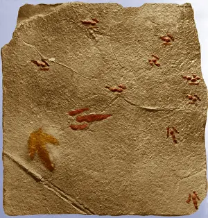 Prehistoric Prints: Dinosaur tracks