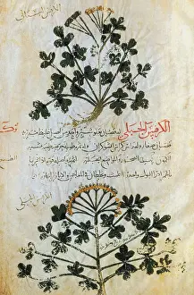 Text Prints: Dioscorides, 'De Materia Medica', 13th Century