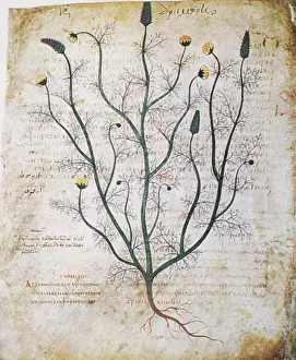 Pedanius Prints: Dioscorides, 'De Materia Medica', Agrimony