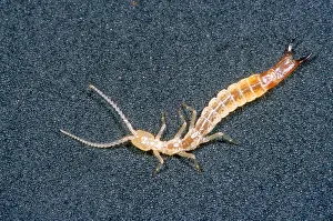 Arthropod Prints: Dipluran, rare cave invertebrate