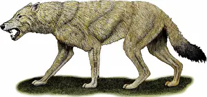 Extinct Prints: Dire Wolf
