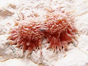 Many Science & Medical Prints: Dividing cancer cells