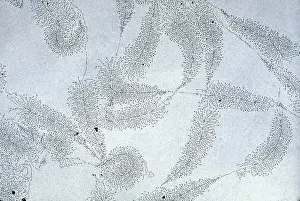 Transmission Prints: DNA from amphibian egg