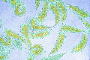 Transmission Prints: DNA from amphibian egg