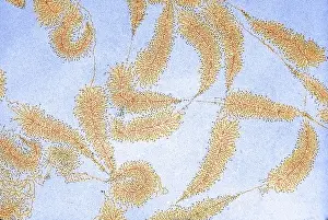 Transmission Prints: DNA from amphibian egg