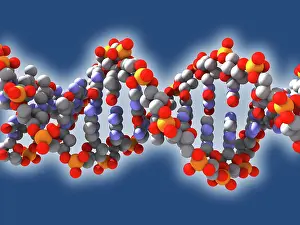 Research Prints: DNA, artwork