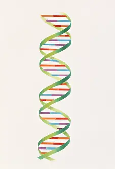 Form Prints: DNA double helix