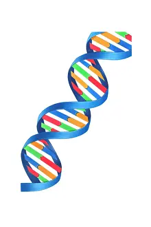 Double Prints: DNA Double Helix, Illustration