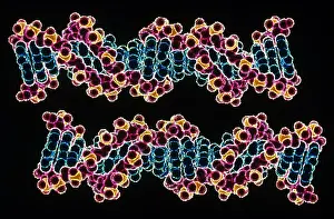 Space Prints: DNA double helixes