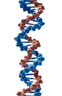Pair Prints: DNA, Molecular Model
