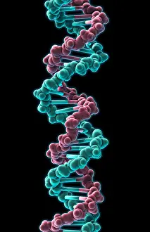 Genetics Prints: DNA, Molecular Model