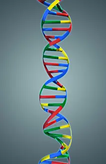 Genetics Prints: DNA, Ribbon Model