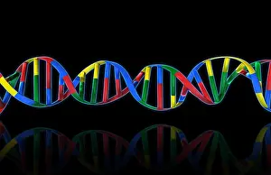 Genetics Prints: DNA, Ribbon Model