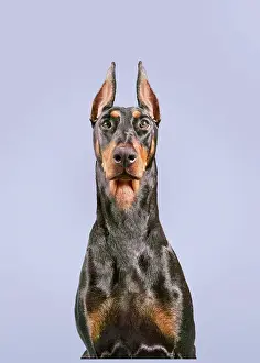 Images Dated 14th October 2024: Doberman